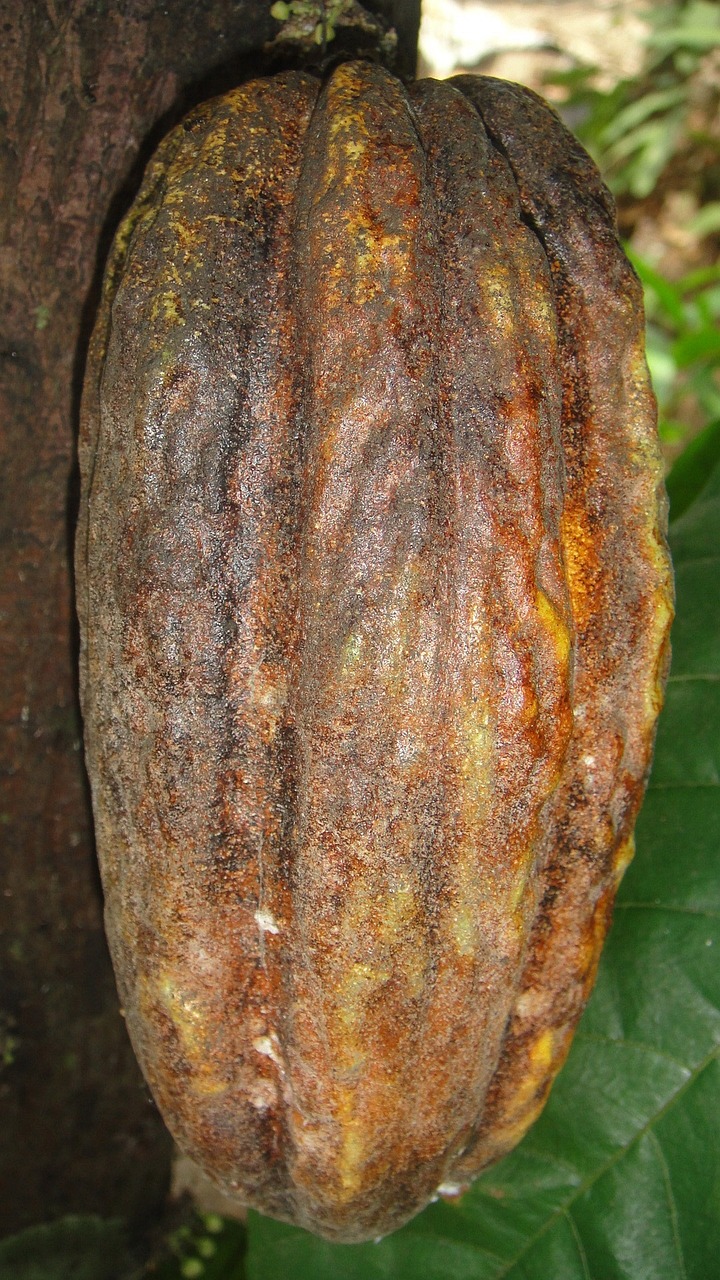 2004新澳门天天开好彩大全正版,蜂蜡的功效与作用,娱乐版MIixue254.11,探索新澳门历史、蜂蜡的奥秘及娱乐科技的MIixue254.11
